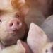 Măsuri de prevenire a pestei porcine